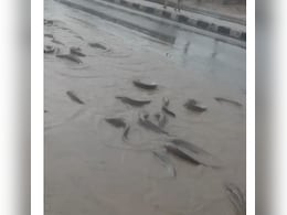 Video: Fish Flood Streets As Pond Overflows In Rain-Hit Rajasthan Video: Fish Flood Streets As Pond Overflows In Rain-Hit Rajasthan