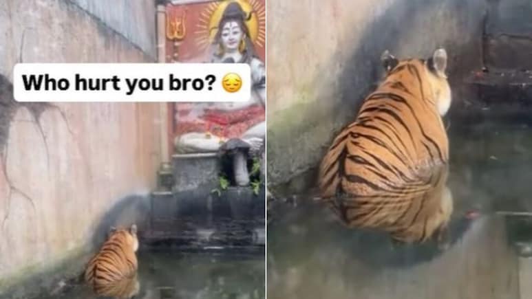 भगवान शिव के सामने सिर झुकाए बैठा दिखा 'भक्त' टाइगर, वायरल Video देख लोगों ने लिए मज़े, बोले- किसने मारा मेरे भाई को...
