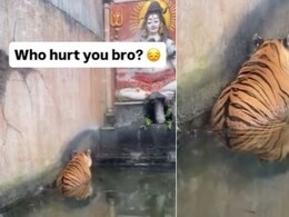 भगवान शिव के सामने सिर झुकाए बैठा दिखा 'भक्त' टाइगर, वायरल Video देख लोगों ने लिए मज़े, बोले- किसने मारा मेरे भगवान शिव के सामने सिर झुकाए बैठा दिखा 'भक्त' टाइगर, वायरल Video देख लोगों ने लिए मज़े, बोले- किसने मारा मेरे