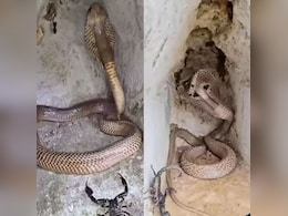 बिच्छू की घुसपैठ से तिलमिलाया कोबरा, 2 सेकंड के इस वायरल वीडियो ने बढ़ाई लोगों के दिलों की धड़कनें बिच्छू की घुसपैठ से तिलमिलाया कोबरा, 2 सेकंड के इस वायरल वीडियो ने बढ़ाई लोगों के दिलों की धड़कनें