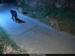 आधी रात में दो तेंदुए के साथ वॉक पर निकला ब्लैक पैंथर, नीलगिरि की पहाड़ियों पर दिखा अद्भुत नज़ारा आधी रात में दो तेंदुए के साथ वॉक पर निकला ब्लैक पैंथर, नीलगिरि की पहाड़ियों पर दिखा अद्भुत नज़ारा