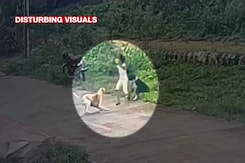 On CCTV, 3-Year-Old Girl Attacked By Stray Dogs In Karnataka, Hospitalised On CCTV, 3-Year-Old Girl Attacked By Stray Dogs In Karnataka, Hospitalised
