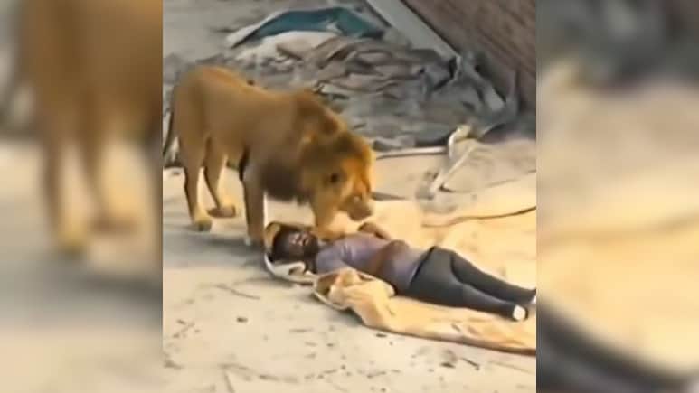 छत पर चैन से सो रहे थे मजदूर, तभी अचानक आ धमके शेर, वीडियो देख कांप उठेगा कलेजा
