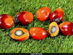 India Become Top Buyer Of Malaysia&#039;s Oil Palm Seed