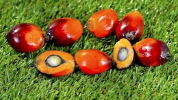 India Become Top Buyer Of Malaysia's Oil Palm Seed