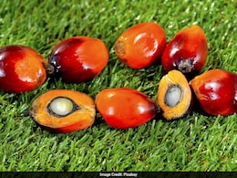 India Become Top Buyer Of Malaysia's Oil Palm Seed India Become Top Buyer Of Malaysia's Oil Palm Seed