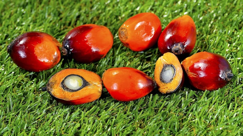 India Become Top Buyer Of Malaysia's Oil Palm Seed India Become Top Buyer Of Malaysia's Oil Palm Seed