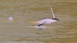 Scientists Shocked As Dolphins Play With Huge Anaconda In The Wild