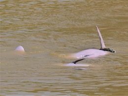 Scientists Shocked As Dolphins Play With Huge Anaconda In The Wild Scientists Shocked As Dolphins Play With Huge Anaconda In The Wild