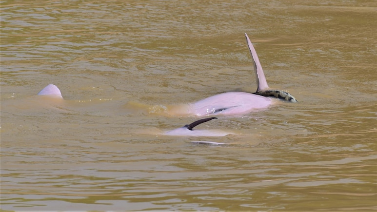 Scientists Shocked As Dolphins Play With Huge Anaconda In The Wild Scientists Shocked As Dolphins Play With Huge Anaconda In The Wild