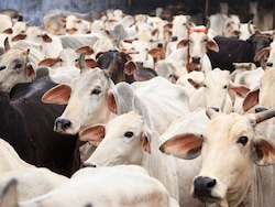 3 Suspected Bangladeshi Cattle Thieves Killed In Tripura, Dhaka Reacts