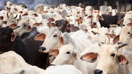 3 Suspected Bangladeshi Cattle Thieves Killed In Tripura, Dhaka Reacts