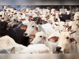 एमपी में मुस्लिम समाज की गाय को राष्ट्रीय पशु बनाने की मांग, गोहत्या करने वालों के खिलाफ हो सख्त कार्रवाई