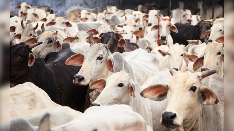 एमपी में मुस्लिम समाज की गाय को राष्ट्रीय पशु बनाने की मांग, गोहत्या करने वालों के खिलाफ हो सख्त कार्रवाई