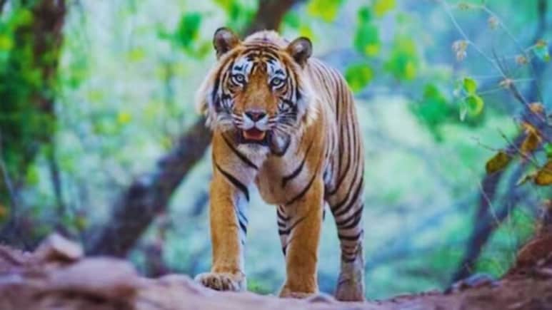पीलीभीत: 2 घंटे में बाघ का 3 पर हमला, वन विभाग की लापरवाही से 2 महीनों में 7 मौतें पीलीभीत: 2 घंटे में बाघ का 3 पर हमला, वन विभाग की लापरवाही से 2 महीनों में 7 मौतें