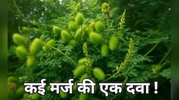 मधुमेह, बवासीर, मलेरिया,खुजली, दाद से हैं परेशान....बस सिर्फ इस एक पौधे में है इलाज