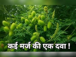 मधुमेह, बवासीर, मलेरिया,खुजली, दाद से हैं परेशान....बस सिर्फ इस एक पौधे में है इलाज मधुमेह, बवासीर, मलेरिया,खुजली, दाद से हैं परेशान....बस सिर्फ इस एक पौधे में है इलाज