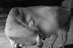 Odisha Man Charged For Acid Attack On 4 Cows Outside House: Cops Odisha Man Charged For Acid Attack On 4 Cows Outside House: Cops