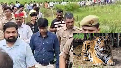 पीलीभीत में 2 बाघों का खौफ, गन्ने के खेतों में लाठी-डंडे लेकर घूम रहे लोग
