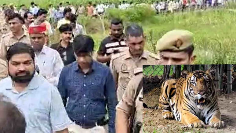 पीलीभीत में 2 बाघों का खौफ, गन्ने के खेतों में लाठी-डंडे लेकर घूम रहे लोग