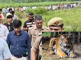 पीलीभीत में 2 बाघों का खौफ, गन्ने के खेतों में लाठी-डंडे लेकर घूम रहे लोग पीलीभीत में 2 बाघों का खौफ, गन्ने के खेतों में लाठी-डंडे लेकर घूम रहे लोग