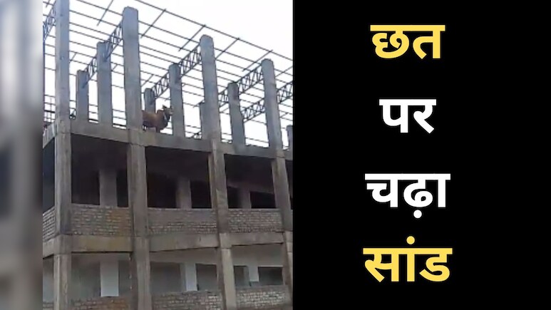 CM Rise School: निर्माणाधीन स्कूल की छत पर चढ़ गया सांड, घंटों वहीं करता रहा चहलकदमी, ऐसे लाया गया नीचे CM Rise School: निर्माणाधीन स्कूल की छत पर चढ़ गया सांड, घंटों वहीं करता रहा चहलकदमी, ऐसे लाया गया नीचे