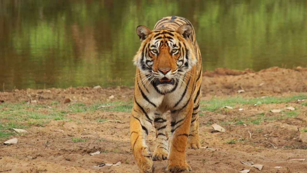 यूपी के सीतापुर में आदमखोर बाघ ने 40 गांवों में फैलाई दहशत, अबतक 2 की मौत