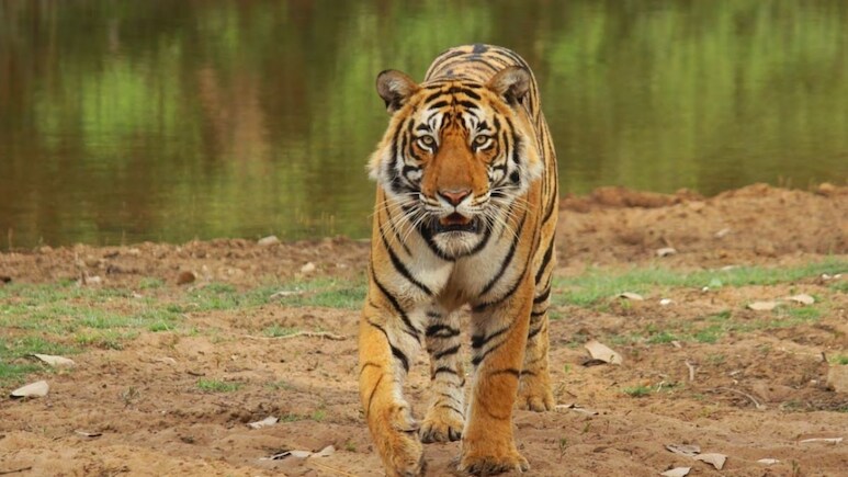 MP News: जंगल में मवेशी चराने गया युवक बाघ का बना शिकार, टाइगर के हमले में गई जान