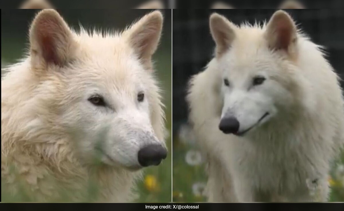 Генетично модифицираните кученца Dire Wolf вече са на шест месеца