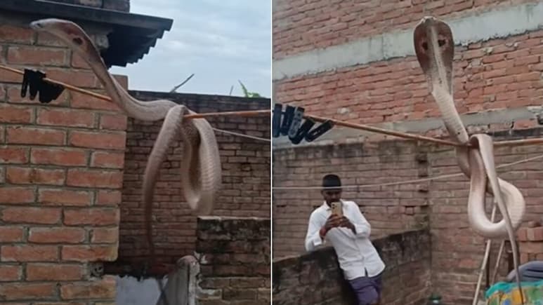 रस्सी पर लटककर झूला झूल रहा था सांप, हवा में फन लहराकर करने लगा ऐसी हरकत, देखकर खड़े हो जाएंगे रोंगटे