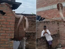 रस्सी पर लटककर झूला झूल रहा था सांप, हवा में फन लहराकर करने लगा ऐसी हरकत, देखकर खड़े हो जाएंगे रोंगटे रस्सी पर लटककर झूला झूल रहा था सांप, हवा में फन लहराकर करने लगा ऐसी हरकत, देखकर खड़े हो जाएंगे रोंगटे