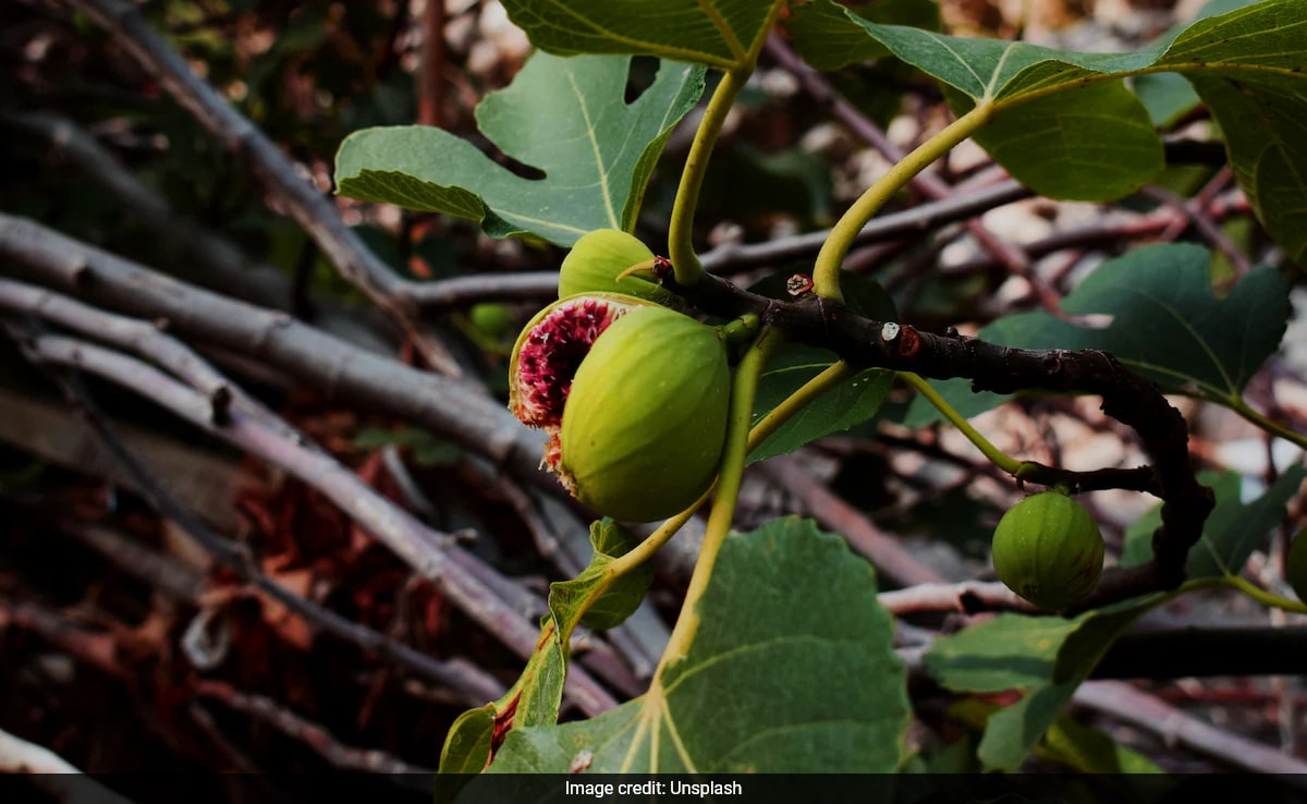 Някои смокинови дървета могат да превърнат атмосферния CO2 в калциев