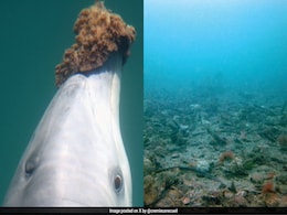These Dolphins In Australia Use Sponges to Hunt. Here's How and Why These Dolphins In Australia Use Sponges to Hunt. Here's How and Why