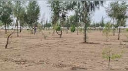 Rajasthan: अब रेगिस्तान में फैलेगी चंदन की खुशबू,&nbsp;बाड़मेर के जोगेश चौधरी ने किया क्रांतिकारी नवाचार