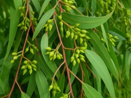 Nilgiri oil Benefits: इन बीमारियों में वरदान है 'नीलगिरी' उपयोग से पहले बरते ये सावधानियां, जानें फायदे और नुकसान