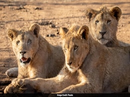 3 Lion Cubs Die In 3 Days In Gujarat's Amreli 3 Lion Cubs Die In 3 Days In Gujarat's Amreli