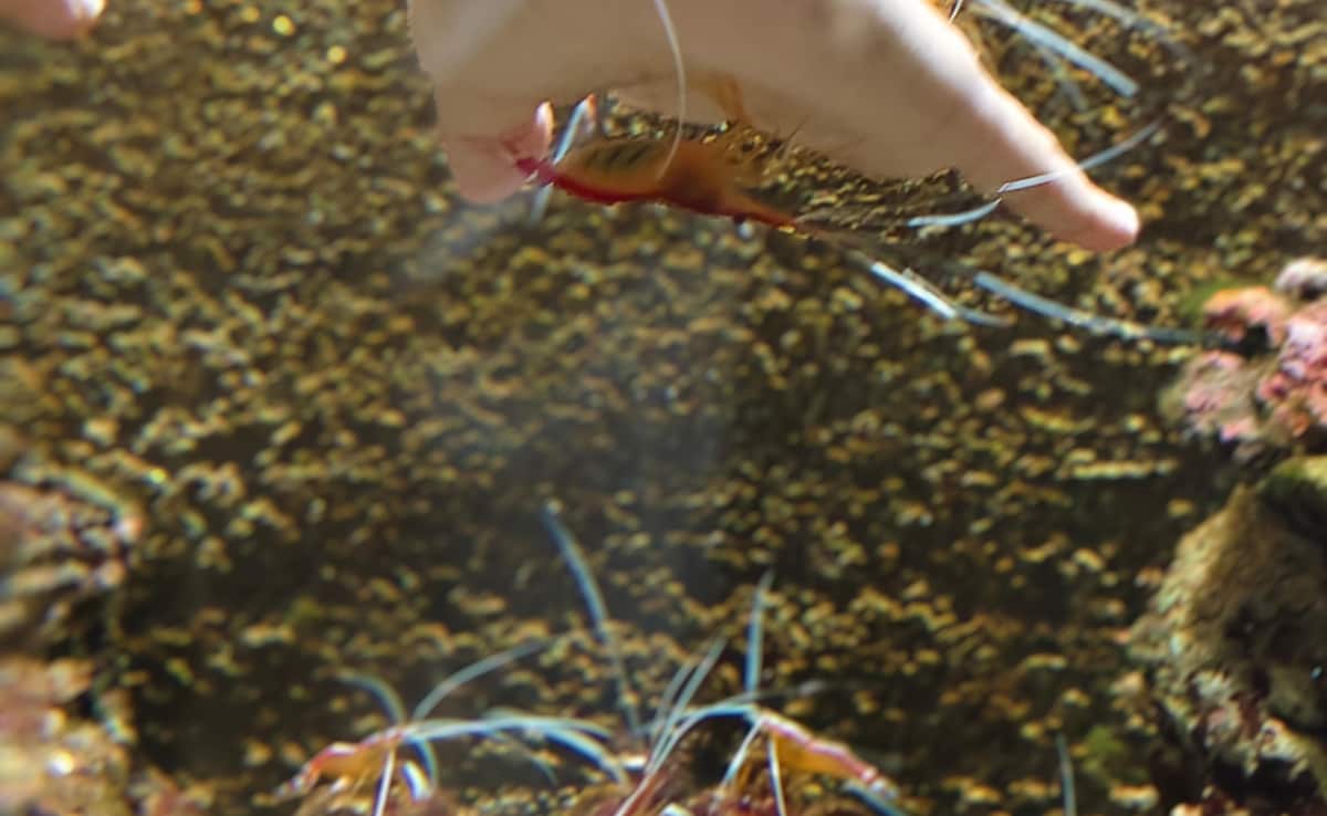 Skunk Cleaner Shrimps. Photo: Author Skunk Cleaner Shrimps. Photo: Author