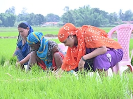 खेत में धान की रोपाई करती नजर आई मंत्री लक्ष्मी रजवाड़े, इस वजह से उड़ रहा मजाक