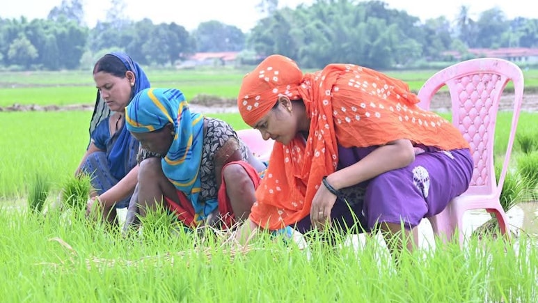 खेत में धान की रोपाई करती नजर आई मंत्री लक्ष्मी रजवाड़े, इस वजह से उड़ रहा मजाक खेत में धान की रोपाई करती नजर आई मंत्री लक्ष्मी रजवाड़े, इस वजह से उड़ रहा मजाक