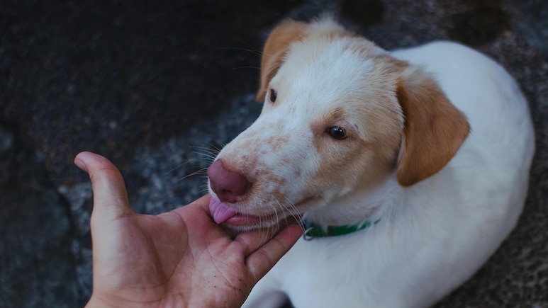 UK Woman Dies After Dog Licked Her. Here's What You Should Know UK Woman Dies After Dog Licked Her. Here's What You Should Know