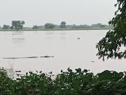 Crocodiles Roam In Flooded Agricultural Fields In Odisha Amid Heavy Rains