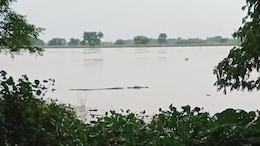 Crocodiles Roam In Flooded Agricultural Fields In Odisha Amid Heavy Rains