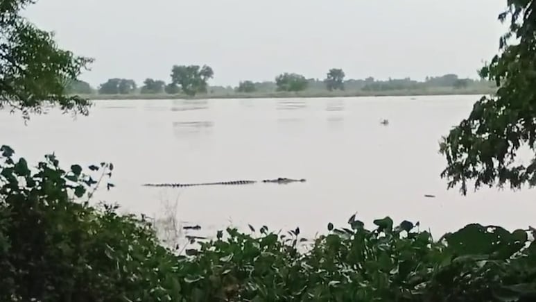 Crocodiles Roam In Flooded Agricultural Fields In Odisha Amid Heavy Rains Crocodiles Roam In Flooded Agricultural Fields In Odisha Amid Heavy Rains