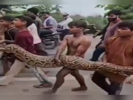 VIDEO: अजगर होगा अपने घर में...15 फीट लंबे अजगर को बच्चों ने ऐसे उठाया जैसे खिलौना VIDEO: अजगर होगा अपने घर में...15 फीट लंबे अजगर को बच्चों ने ऐसे उठाया जैसे खिलौना