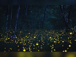 Kajwa Festival : राज्यातील काजवा महोत्सवांवर निर्बंध; काजव्याचा प्रजनन काळ धोक्यात येणार नाही यासाठी खबरदारी घेण्याचे आदेश