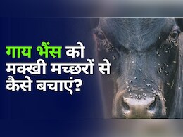 बारीश के मौसम में गाय-भैंस को मक्खी मच्छर से कैसे बचाएं? बस कर लें ये एक काम, पशु के आसपास भी नहीं फटकेंगे कीड़े बारीश के मौसम में गाय-भैंस को मक्खी मच्छर से कैसे बचाएं? बस कर लें ये एक काम, पशु के आसपास भी नहीं फटकेंगे कीड़े