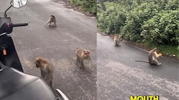 Travel Vlogger Gets "Robbed" By Monkeys On Kodaikanal Trip, Desis Totally Relate