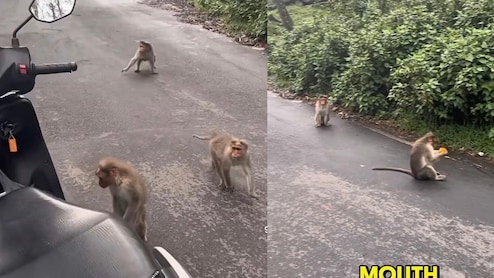 Travel Vlogger Gets "Robbed" By Monkeys On Kodaikanal Trip, Desis Totally Relate