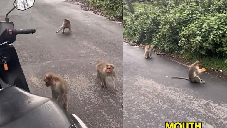 Travel Vlogger Gets "Robbed" By Monkeys On Kodaikanal Trip, Desis Totally Relate
