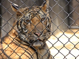 2 वाघ करत होते आराम अन् तरुणाने थेट पिंजऱ्यात घेतली उडी; पुढे काय घडलं?